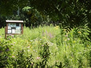 Fletcher Wildlfie Garden butterfly meadow