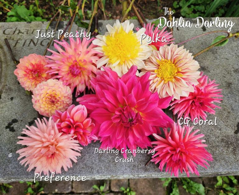 Growing Dahlias