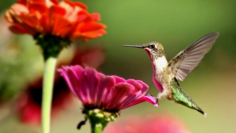 Why We Love Annuals – How to Use them in the Garden