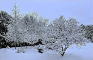 Two deciduous trees with snow laden branches in winter wonderland