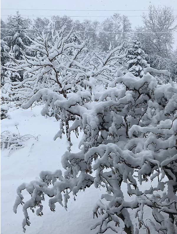 Shrubs with snow laden branches in winter wonderland