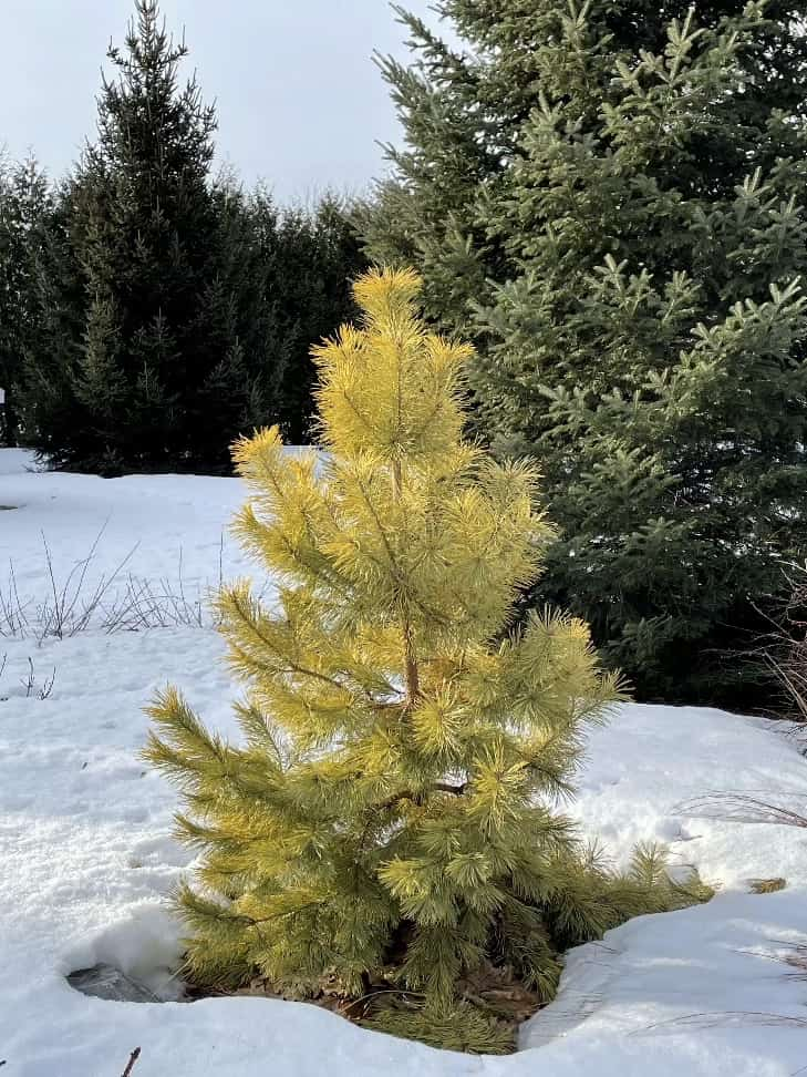 Yellow green pine tree in winter