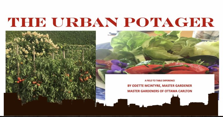 The Urban Potager – A Field to Table Experience