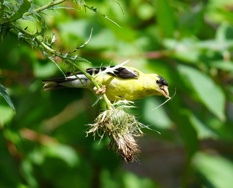 Gardening for Birds