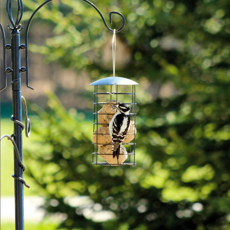 A bird at a garden bird feeder.