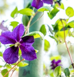 Vines for the Garden