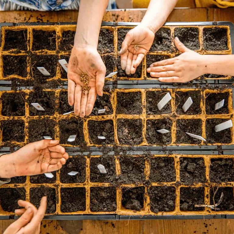 People planting and labelling seeds in an indoor growing tray