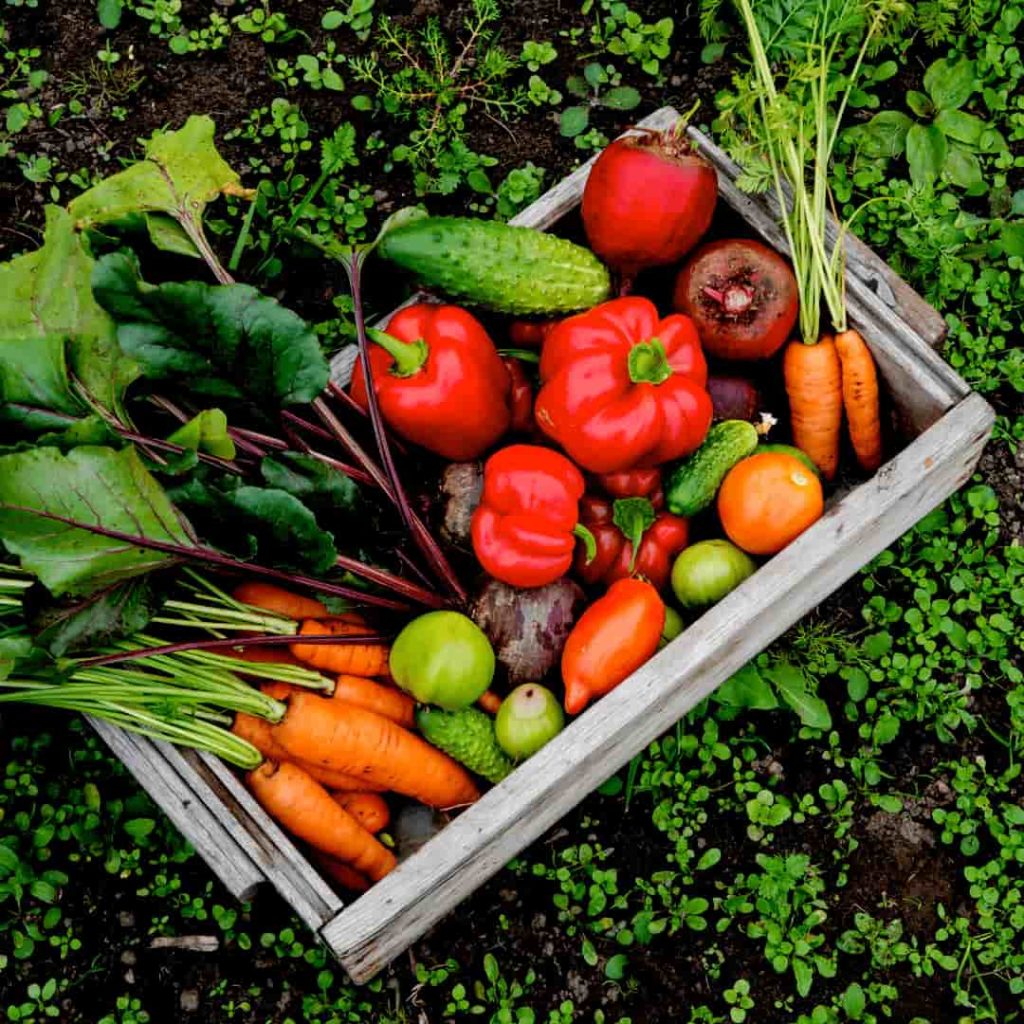 A Model for Companion Planting and Crop Rotation A Model for Companion Planting and Crop Rotation