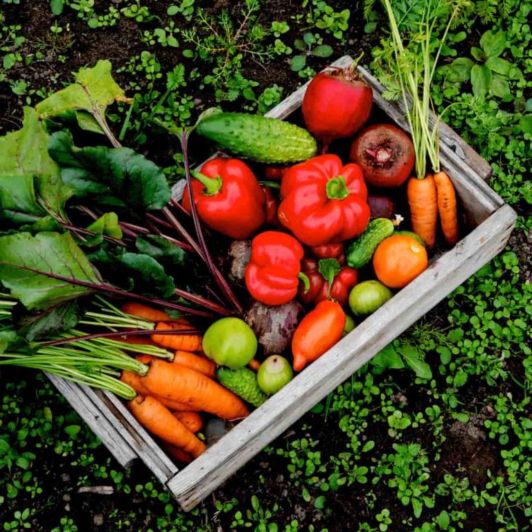 Colourful garden vegetables in a wooden crate.