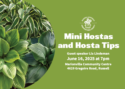 Mini Hostas and Hosta Tips