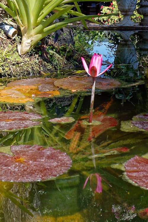 A pink water Lilly in a pond with a reflection