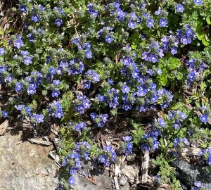 A cluster of blue Veronica liwanensis ground cover plant