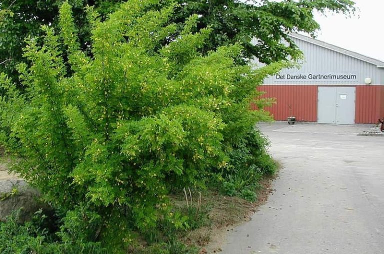 Caring for a Globe Caragana (Caragana arborescens) 