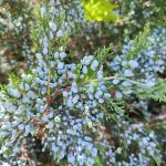 Caring for a Prince of Wales Juniper (Juniperus virginiana ‘Prince of Wales’) Caring for a Prince of Wales Juniper (Juniperus virginiana ‘Prince of Wales’)