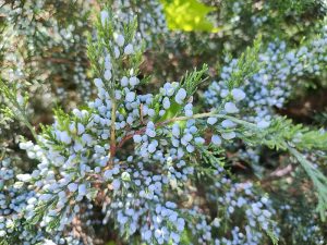 Juniperus virginiana with its blue seed pods