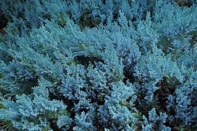 Caring for a Blue Chip Juniper (Juniperus horizontalis ‘Blue Chip’)