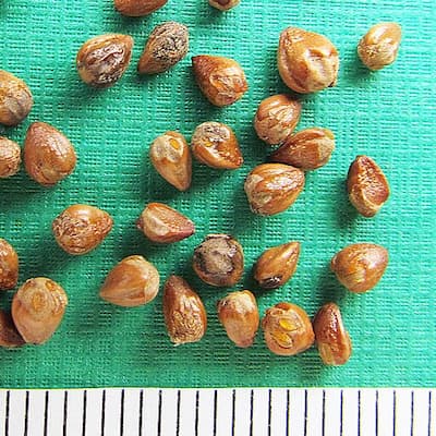 About a dozen Juniperus virginiana seeds on a table