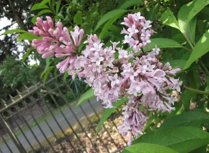 A close up of pink Preston Lilac flowers