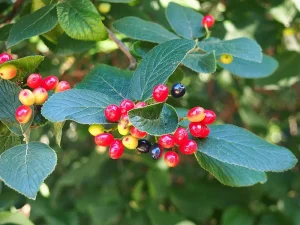 Viburnum lentago leaves with red fruit