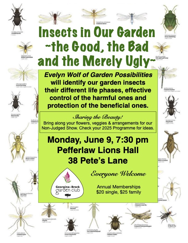 Insects in our Garden