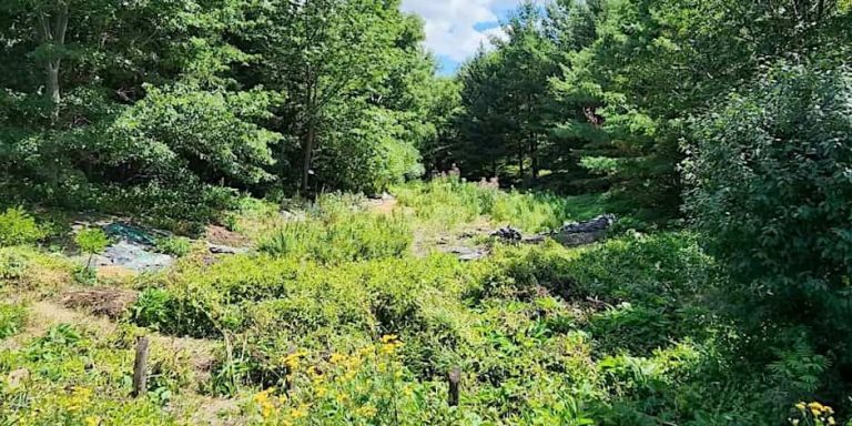 Tour of the Gully Restoration at the Fletcher Wildlife Garden