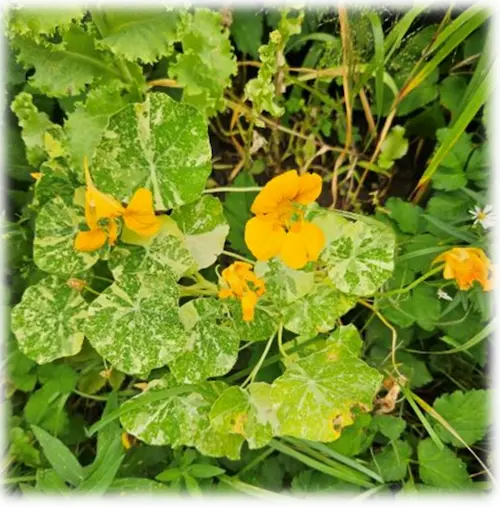 Alaskan nasturtiums with lettuce for a happy pot of salad
