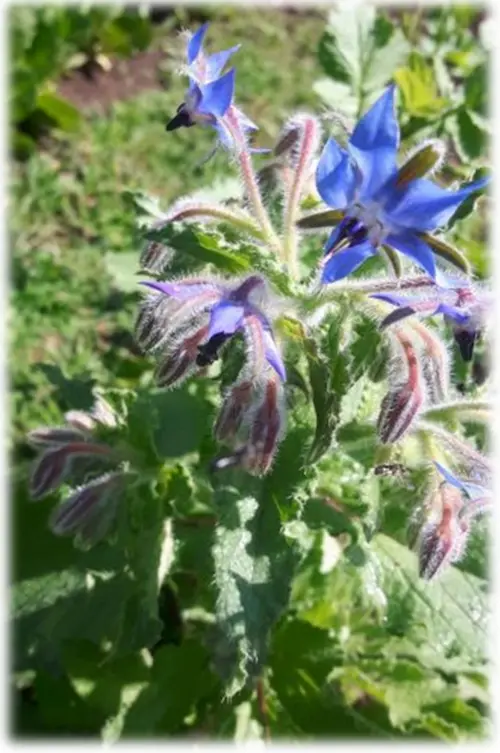 Borage to attract pollinators
