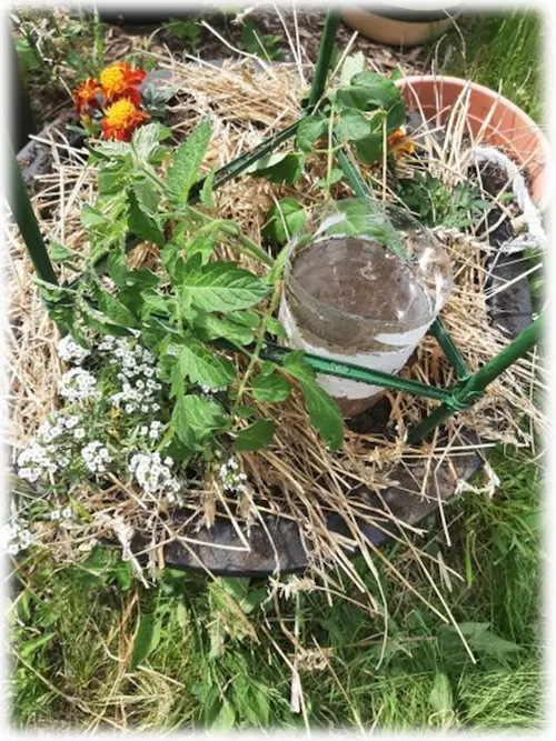 Freshly potted tomato with its companions of sweet alyssum, marigolds, basil, and straw for mulch 