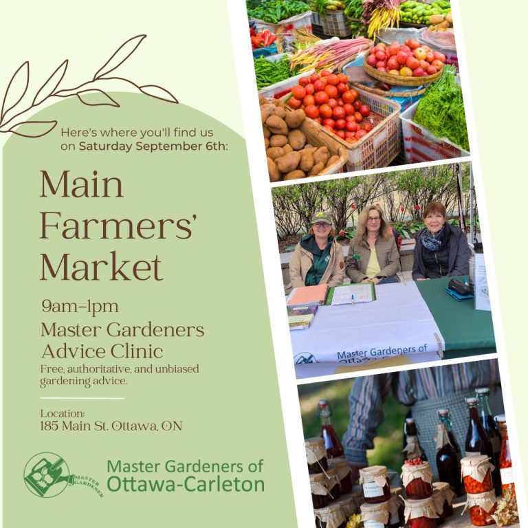Advice Clinic at Main Street Farmers’ Market