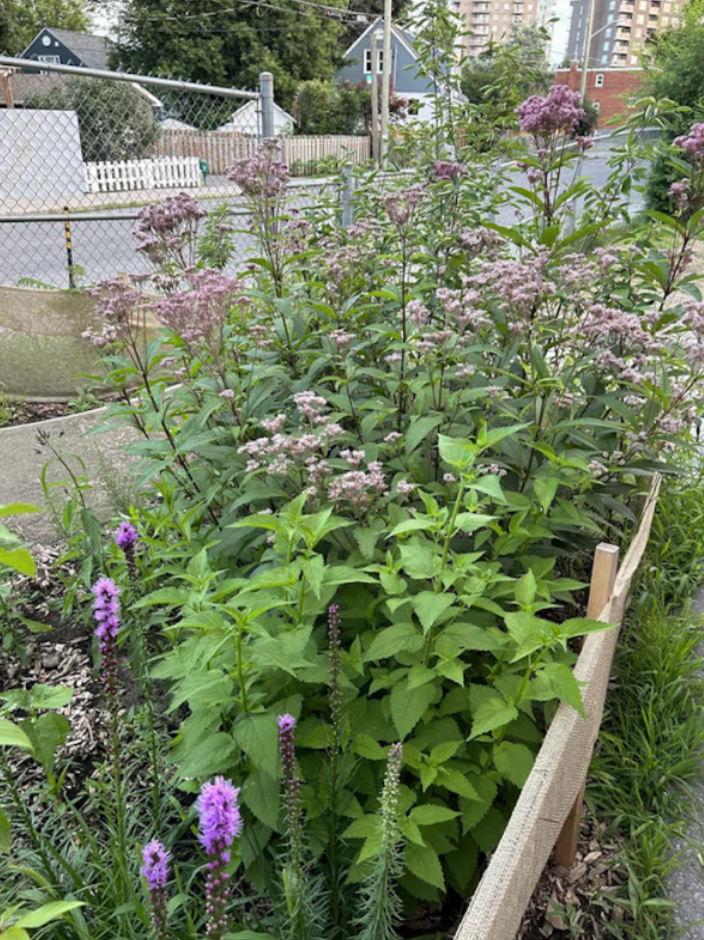 Garden Tour at École élémentaire publique Trille des Bois Garden Tour at École élémentaire publique Trille des Bois
