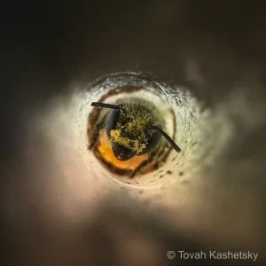 Bee in Straw