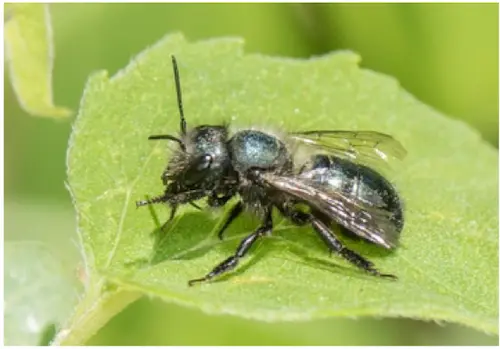blue orchard bee
