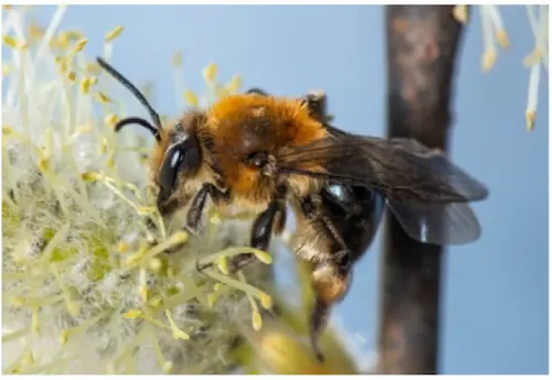 dunning's miner bee
