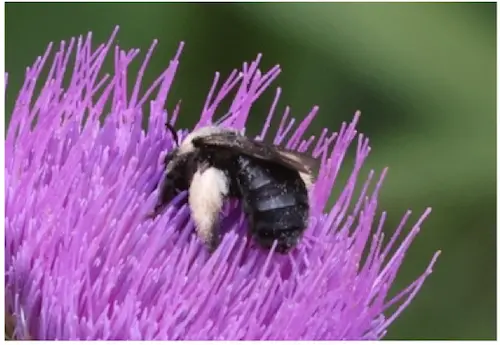 eastern thistel longhorn bee
