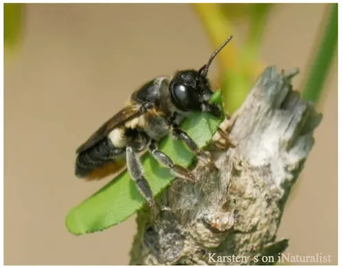leafcutter bee with leaf