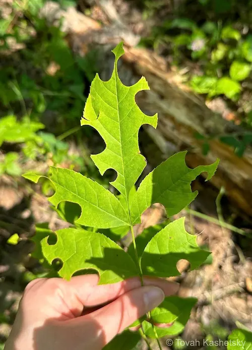 Megachile cuts on leaves