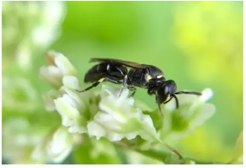 modest masked bee