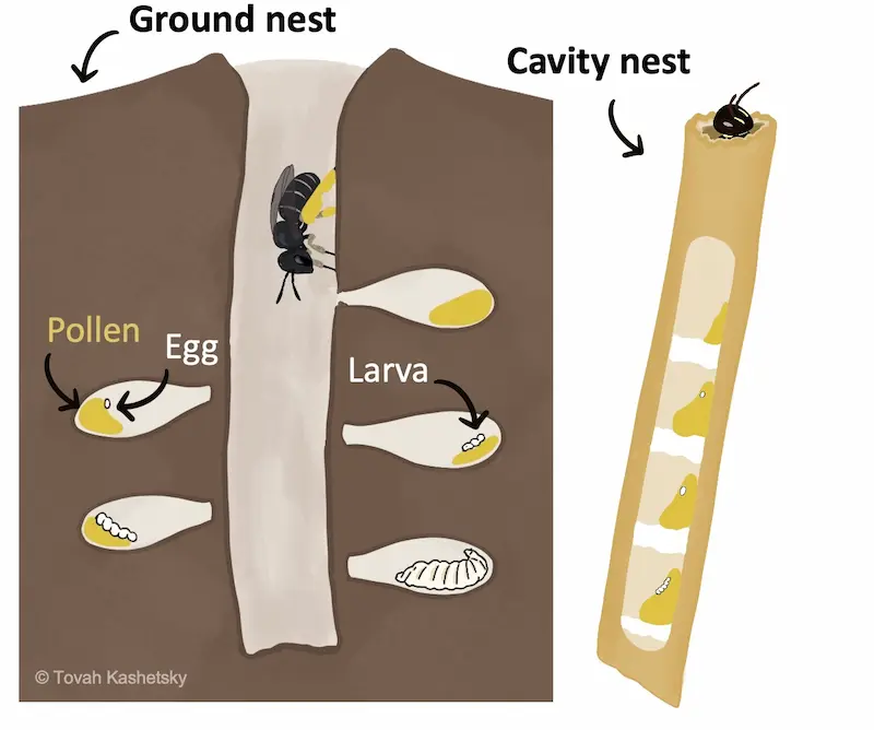 An artistic depiction of the inside of a bees' nest