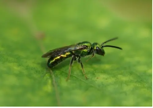 pure green seat bee