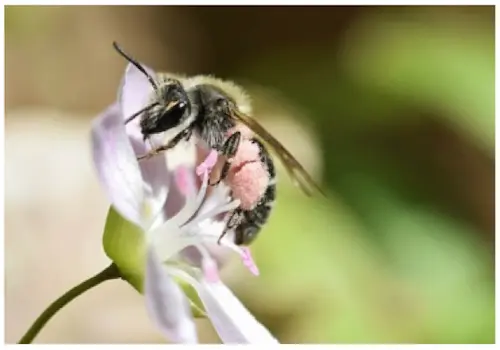 spring beauty miner bee