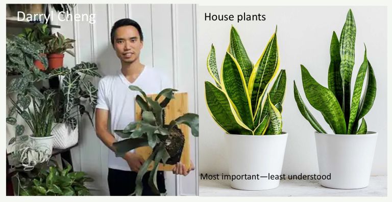 Schomberg Horticultural Society – Daryll Cheng, “Houseplants, most important – least understood”