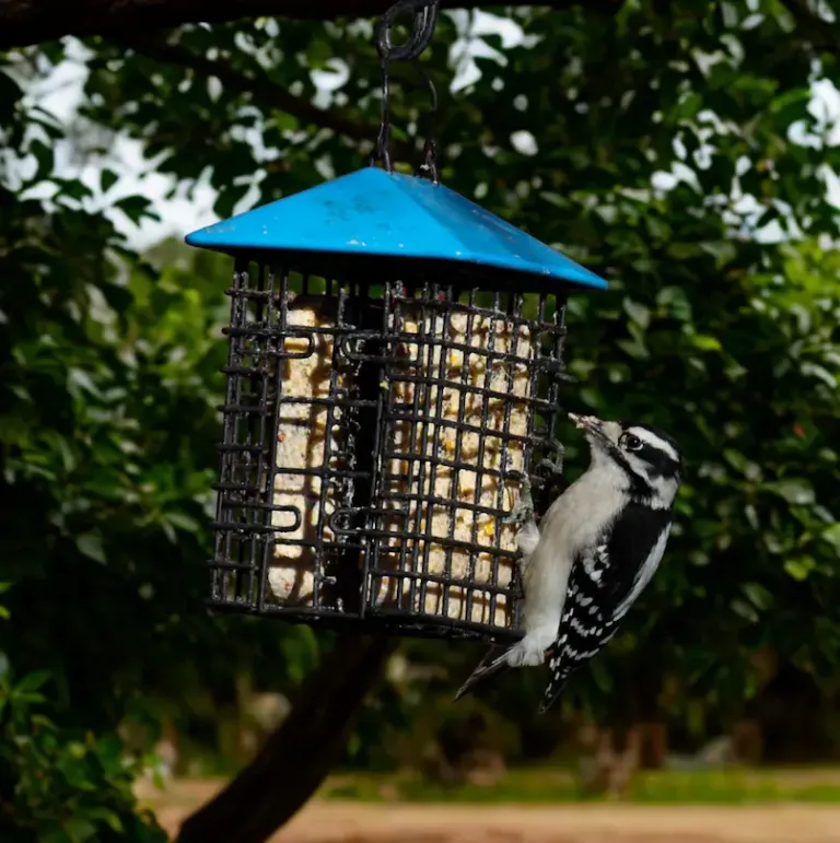 Suet Making for Birds (Peanut-FREE) Workshop