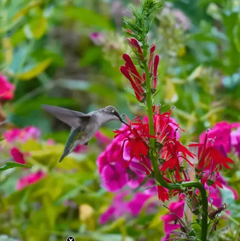 FREE Create a Bird-Friendly Yard Seminar