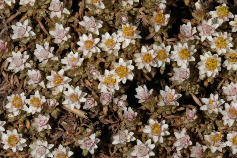 Crevice Garden – Trip to South Africa