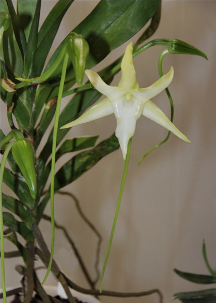 Ottawa Orchid Society December 2025 Meeting