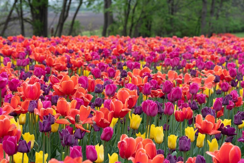 Canadian Tulip Festival