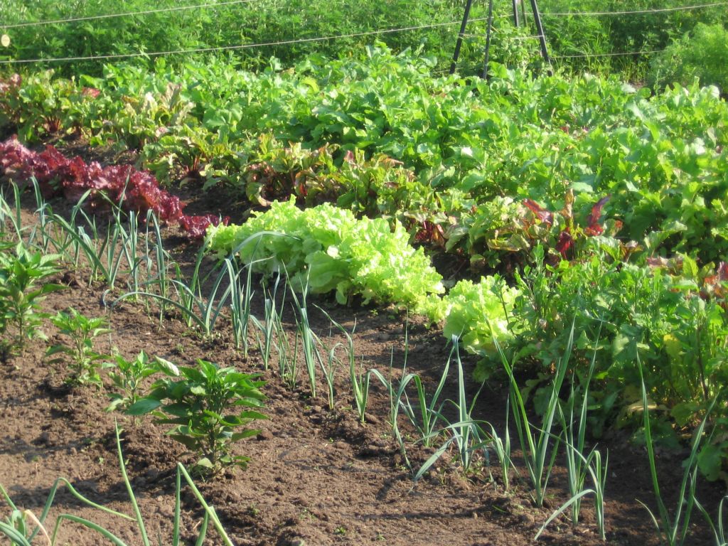 Urban Organic Food Gardening