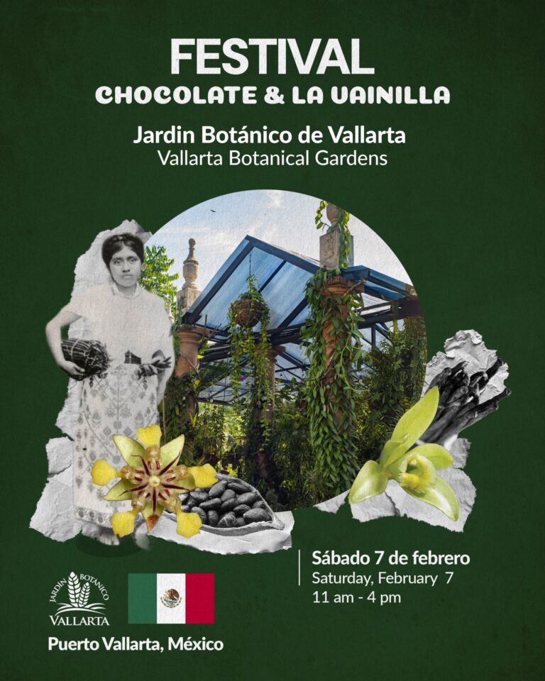 Festival Chocolate and Vanilla