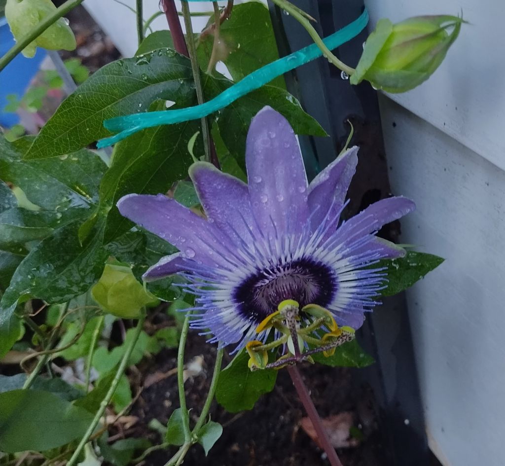 Agincourt Garden Club and Karen Young Present:  Culinary Herbs