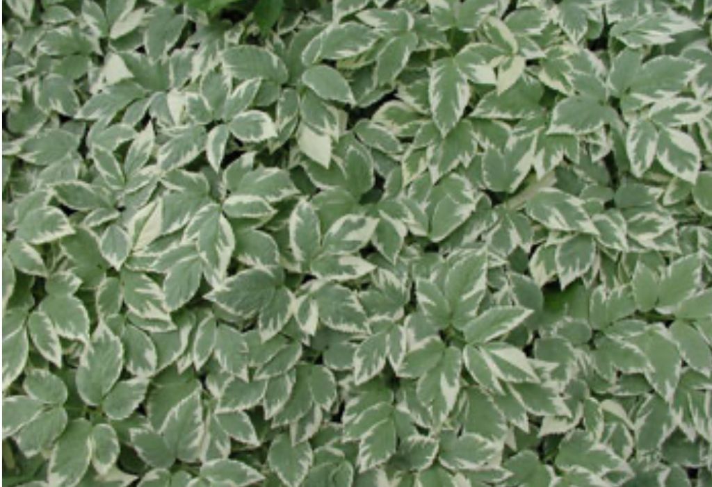 Invasive Plants in Your Gardens:  Becoming More of a Critical Gardener